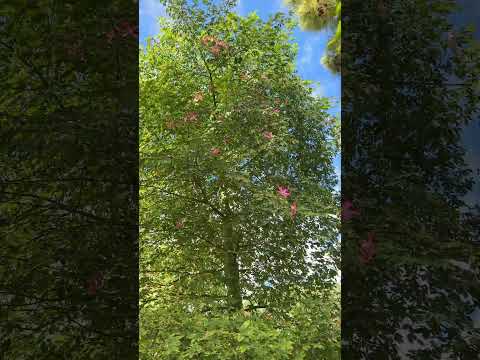 The World’s Most Beautiful Flower - Silk Floss