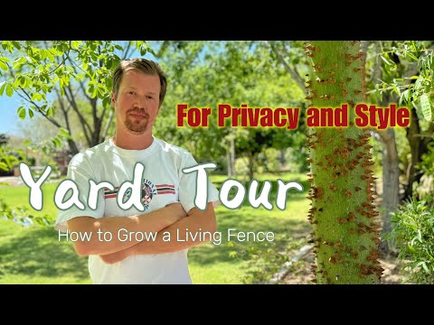 Yard Tour (Part 2) - Using Tropical Rare Trees, Bamboo, Jujubes, and Nandina to Build a Living Fence