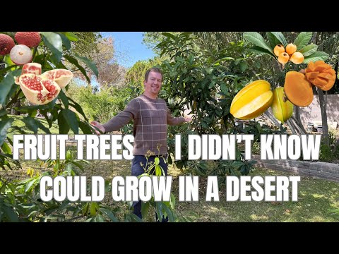 Fruit Trees I Didn't Know Could Grow in a Desert