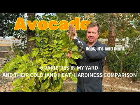 6 Avocado Tree Varieties in My Yard... and How They Deal With a Hard Freeze (28F)