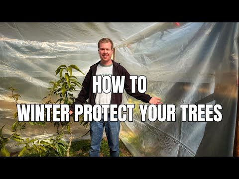 How to Cold Protect Your Tropical Fruit Trees in Winter (25F / -4C)