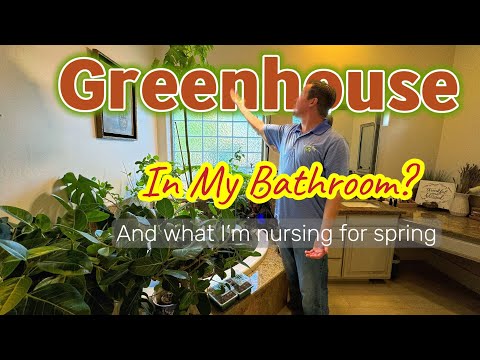 How to Create a Temporary Greenhouse in the Bathroom - Overwinter Your Tropical Plants Effortlessly!