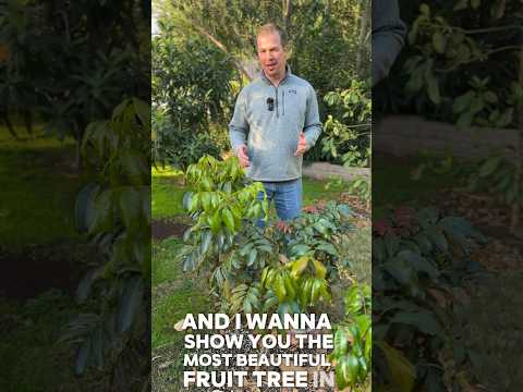 Most Beautiful Evergreen Fruit Tree in Winter - Longan #zone9 #fruitbearingplant #garden #fruittree
