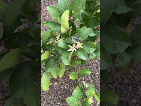 13 Varieties of Citrus 🍊  (Most) Blooming in My Yard #touchgrassgardening #citrus
