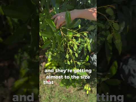 Growing lychees in the Phoenix Arizona Desert