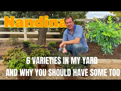 Heavenly Bamboo (AKA Nandina) - How I Use it in My Yard + Planting in Shade Under Mature Trees