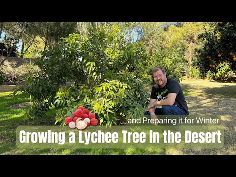 Growing a Lychee Tree in the Desert and Preparing it for Winter (Freezing Temperatures)
