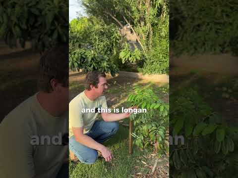 Fruit Trees Get Happy as the Monsoon Comes | Desert Garden Zone 9b | Lychee, Loquat, Longan, Avocado