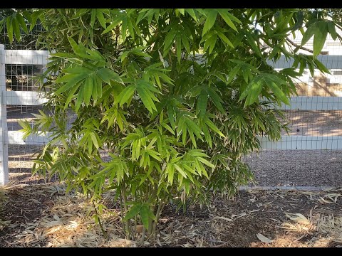Clumping Bamboo as a Privacy Hedge - 1.5 Year Old Bamboos Tour