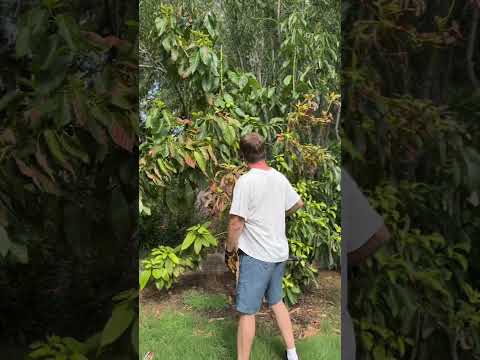 Seedling Avocado Tree Adventure - Cutting Down A Tree To Save Two Others #zone9b #arizonagarden